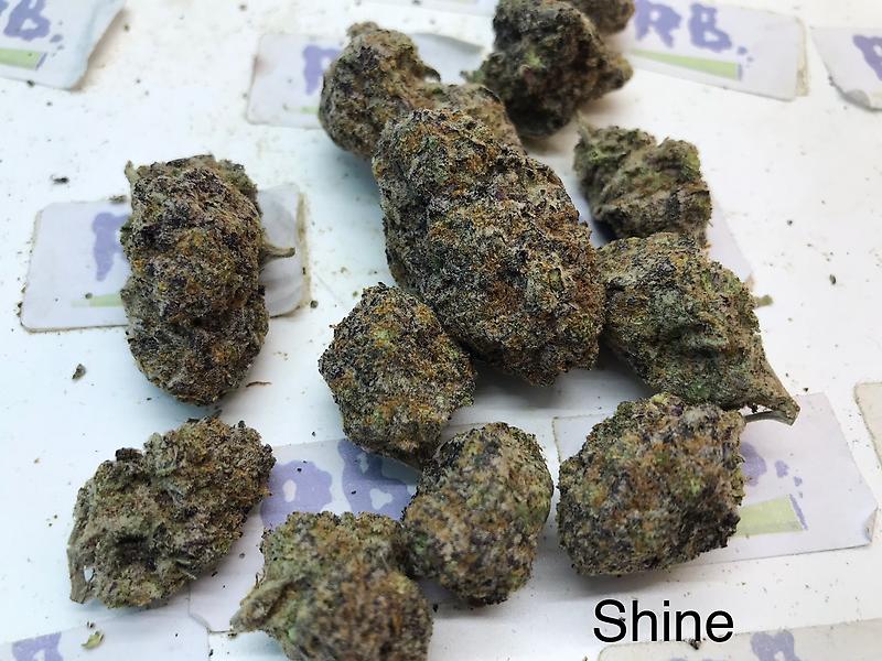 RISE ‘n’ SHINE MID SHELF CALI