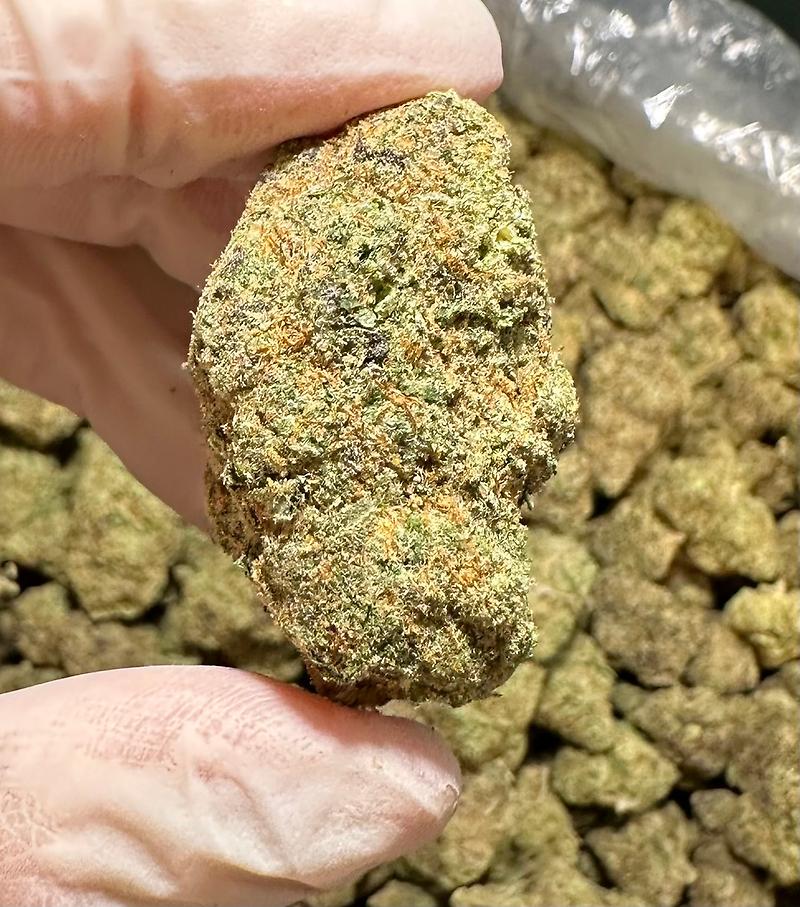 GELATO 41 IMPORT EXOTICS