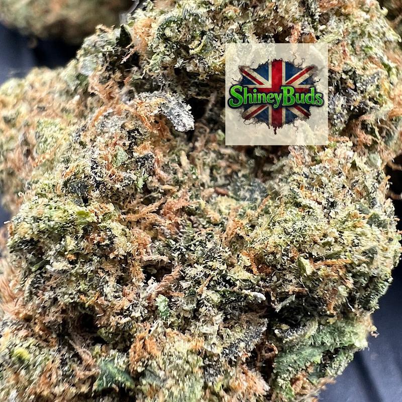🇺🇸 Project Z EXOTIC GENETICS