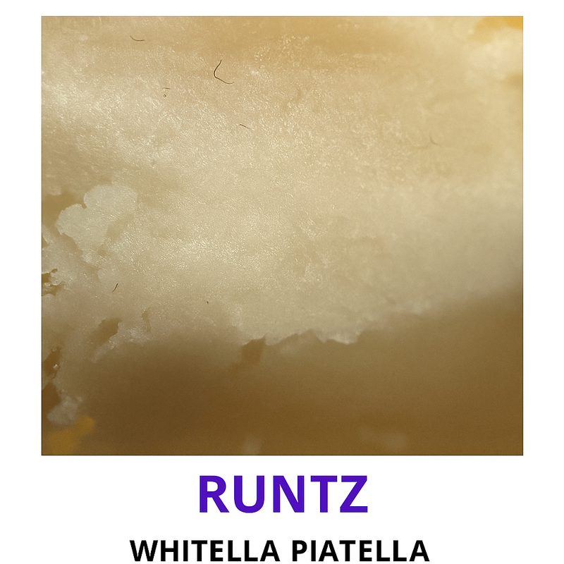 POUNDLAND’S PREMIUM HASH