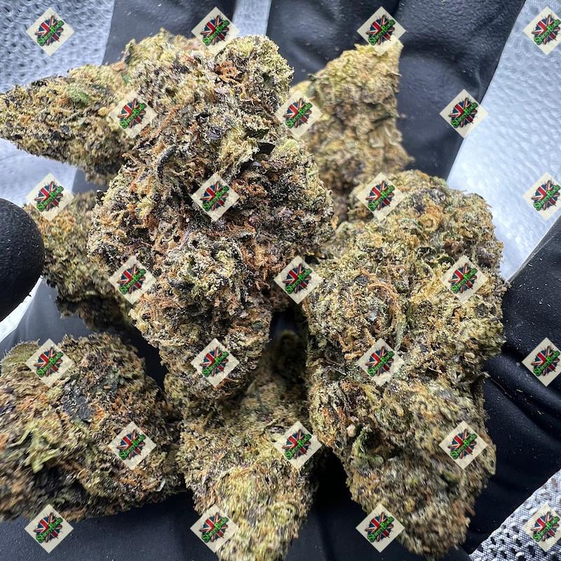 🇺🇸 Triple Lindy TEDS BUDS