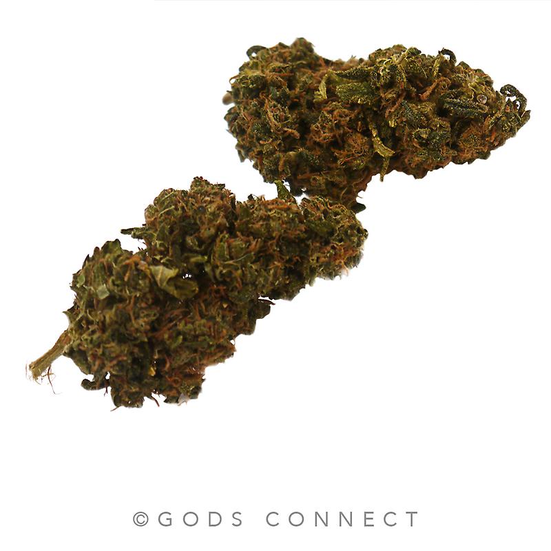 Disciple: Mint ChocChip- Sinmint Cookies X Green Ribbon