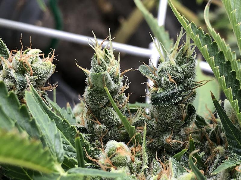 Blue Kush (Blueberry x OG Kush)