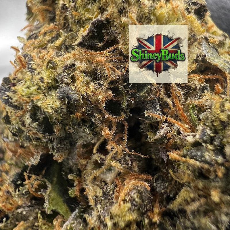 🇺🇸 Triple Lindy TEDS BUDS
