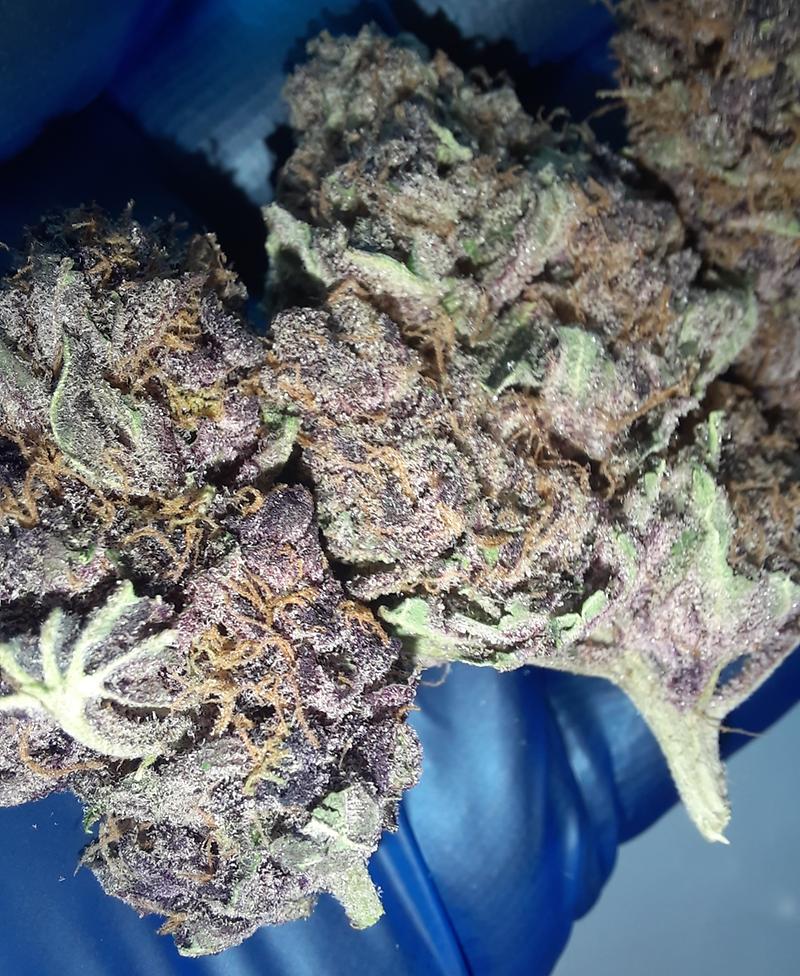PURPLE LEMONADE - 70/30 INDICA