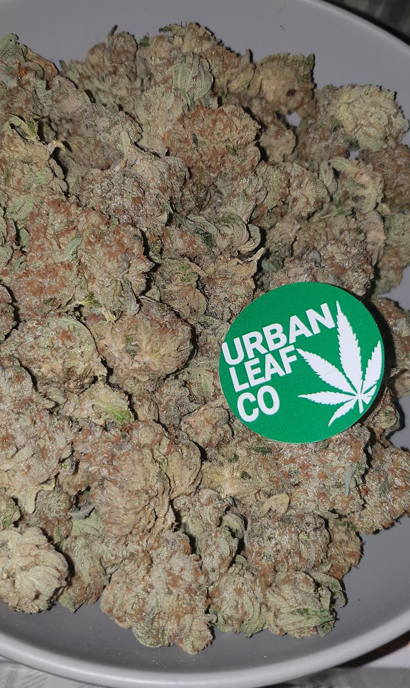 **NORTHERN LIGHTS - (FREE RM 1ST CLASS)**