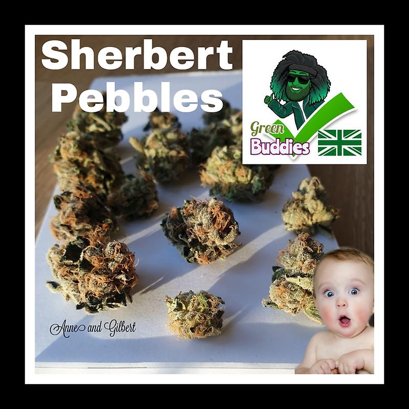 Buddies ✓ - Sherbert Pebbles A+
