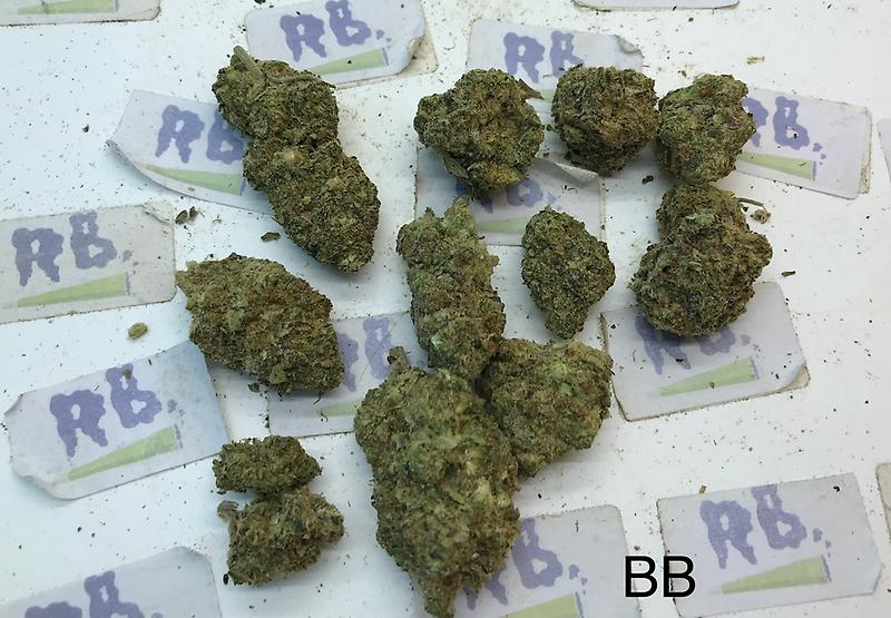 BERRY BLAST MID SHELF CALI