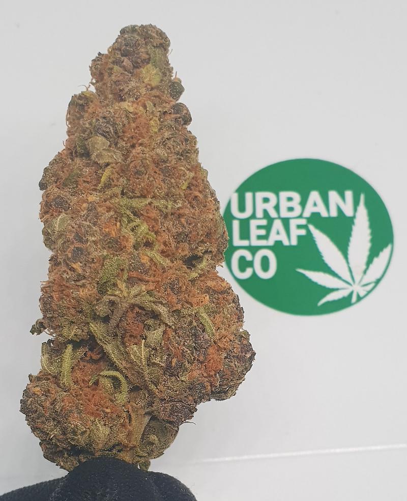 **FLORIDA ORANGE - (FREE RM 1ST CLASS POST)**