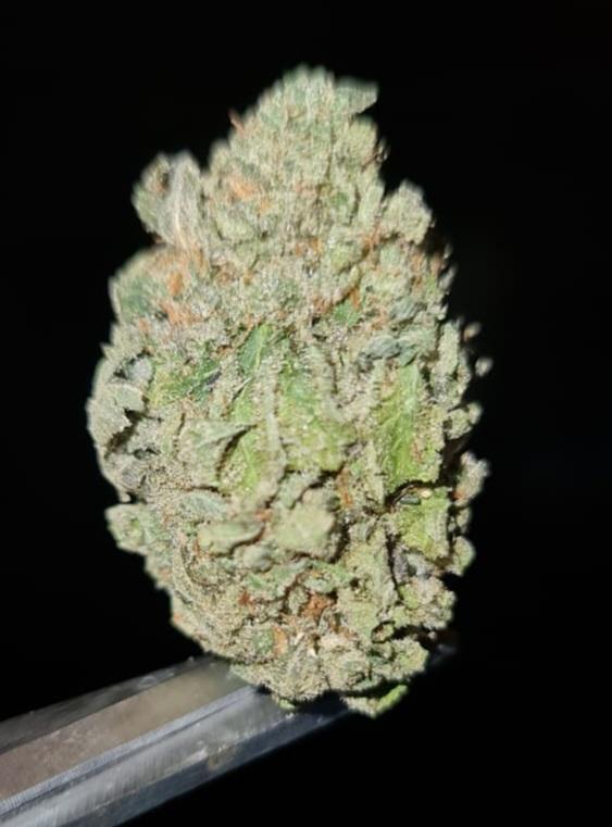 GELATO CAKE - INDICA DOMINANT