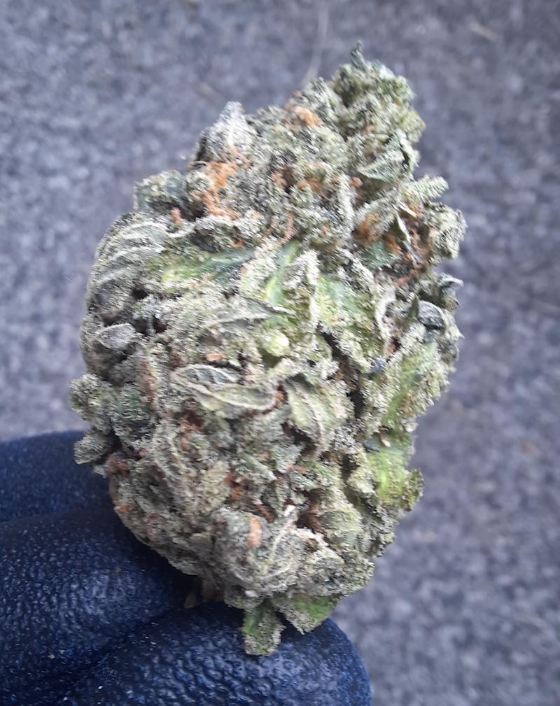 GELATO CAKE - INDICA DOMINANT