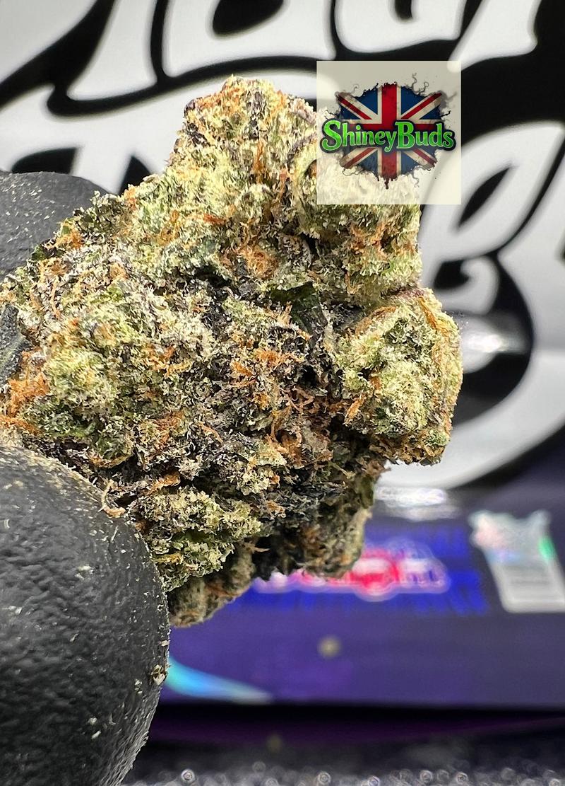 🇺🇸 British Delight WIZARD TREES