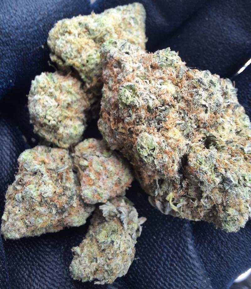GREAT WHITE SHARK