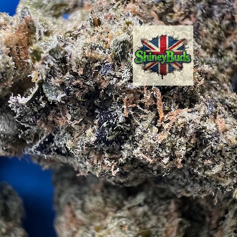 🇺🇸 Black Magic WIZARD TREES