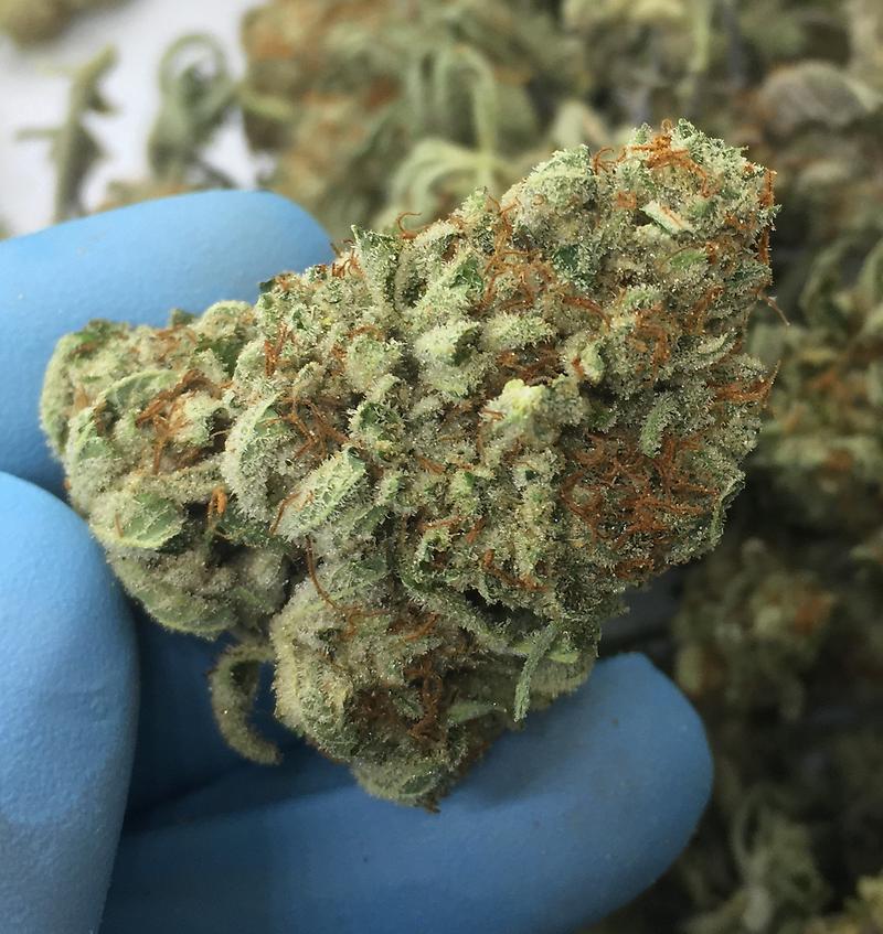 PLATINUM DAWG - SO MUCH TRICHOMES - HIGH THC!