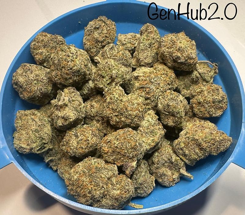 Blueberry Canadian Import