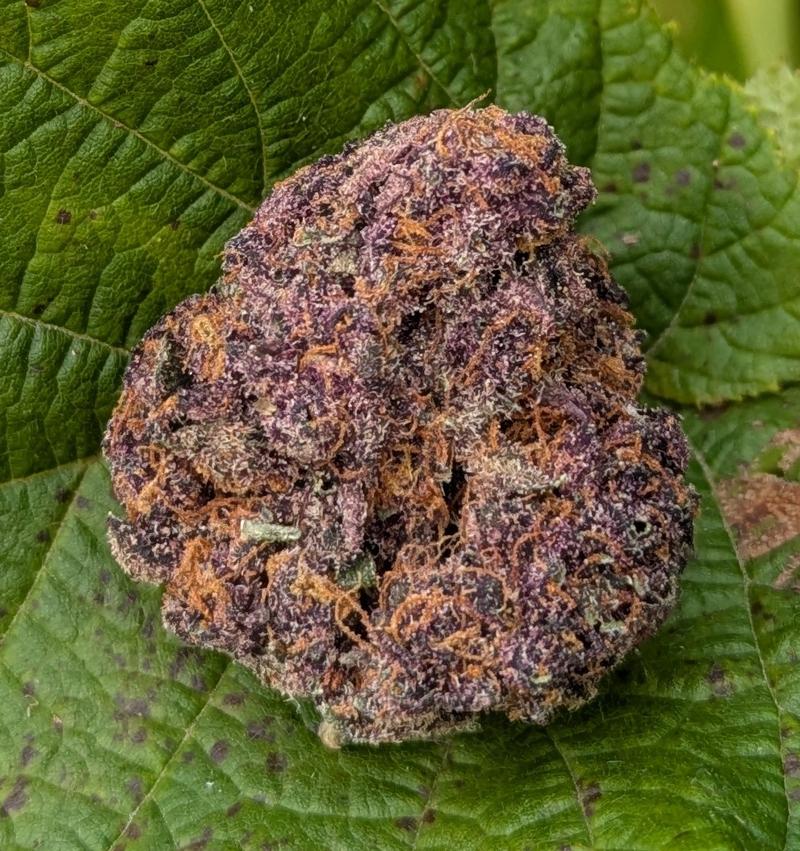 Colorado Nightshifter