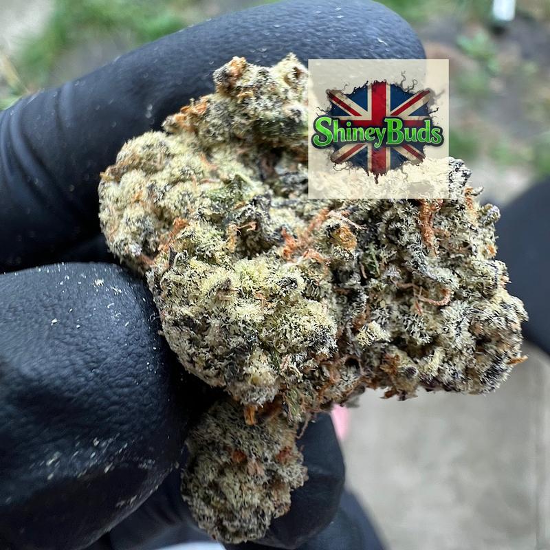 🇺🇸 Silver Spoon CONNECTED CANNABIS