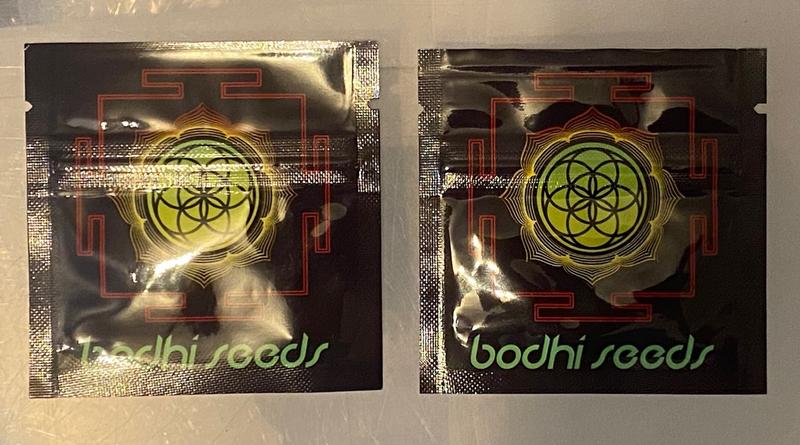 Bodhi Seeds
