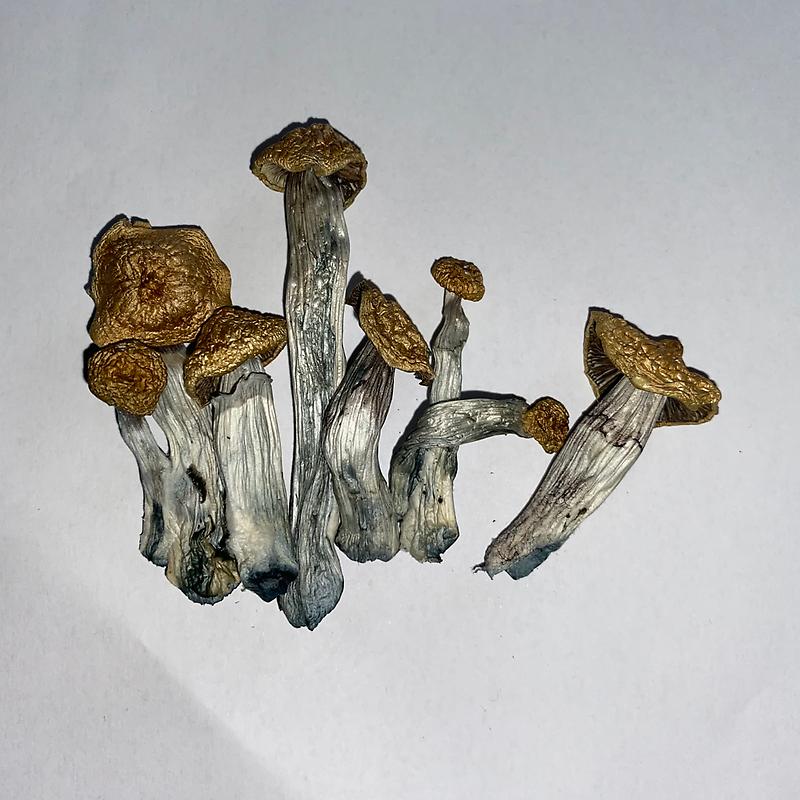 Aztec God Magic Mushrooms