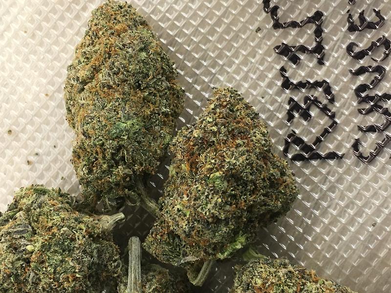 SUNSET SHERBET SPANISH IMPORT INDOOR LED LIGHT GROWN