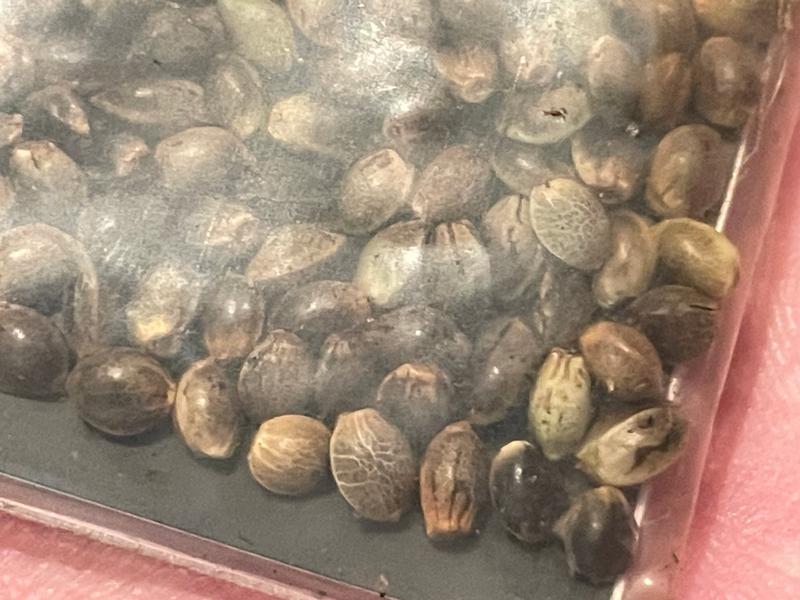 THAI LANDRACE SEEDS
