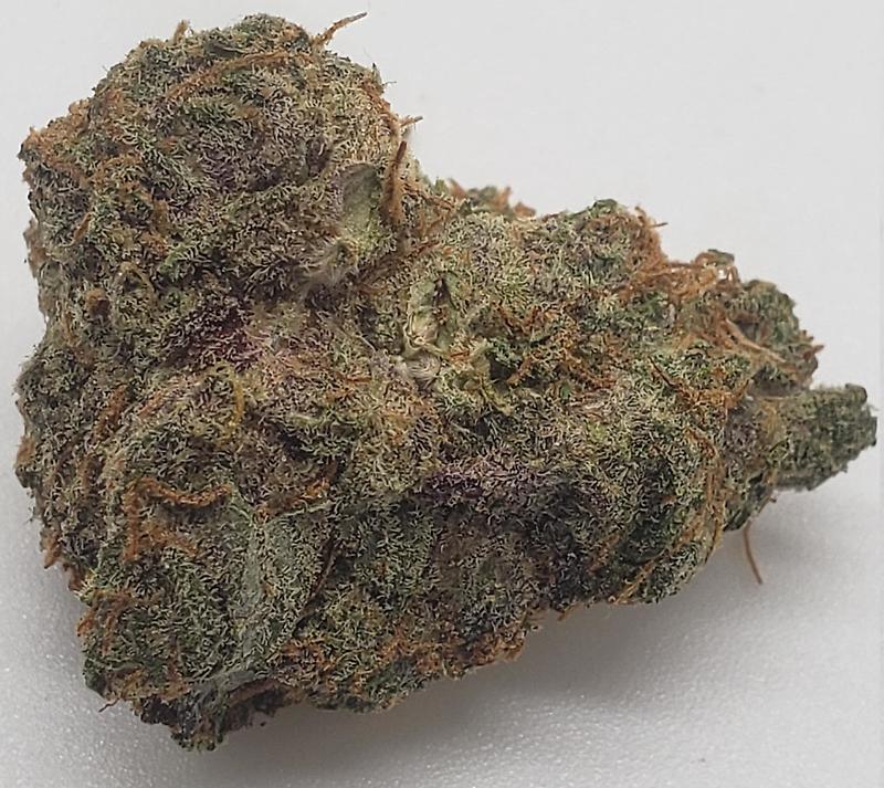 GREASY MONKEY (INDICA DOM)