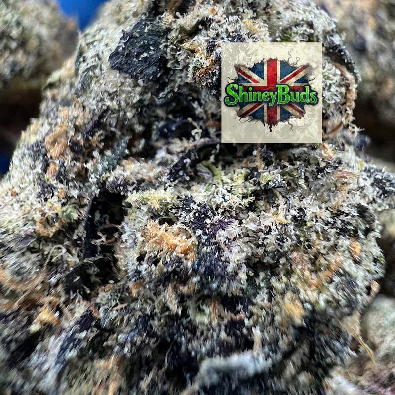 🇺🇸 Black Bow WIZARD TREES