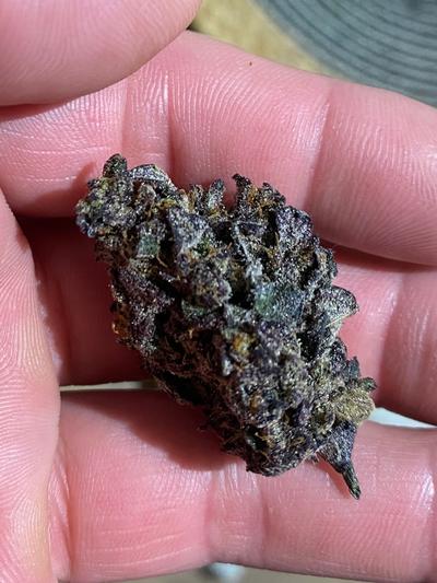 UK BUD'S