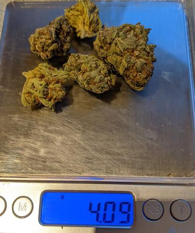 Guava Dawg
