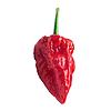 duppychilli