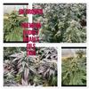 Ukgrower2