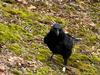 CrowLady151