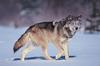 Wolfie123