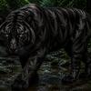 Blacktiger