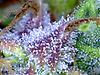 Trichomes