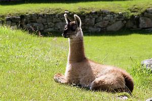 restingllama