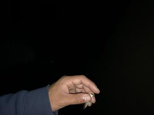 Bittleliggie