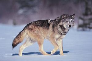 Wolfie123
