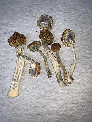 shroomsgrow