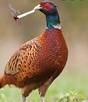 PHEASANT