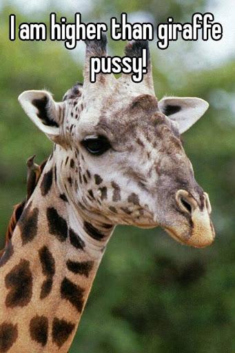 GiraffePussy