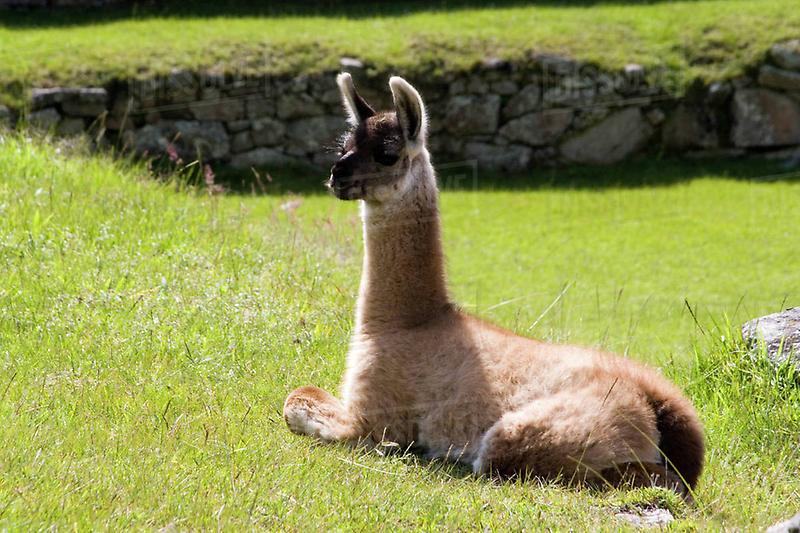restingllama