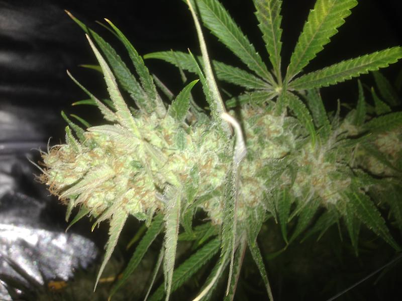 Germinator