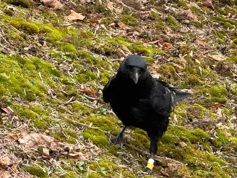 CrowLady151