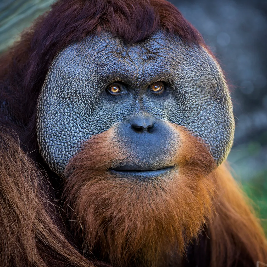 blueorangutan1
