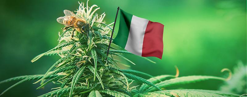 [cannabis online italia]