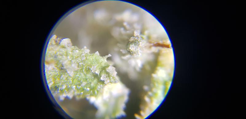 Extracter