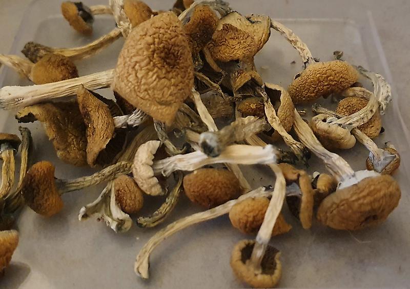 Shroomsational